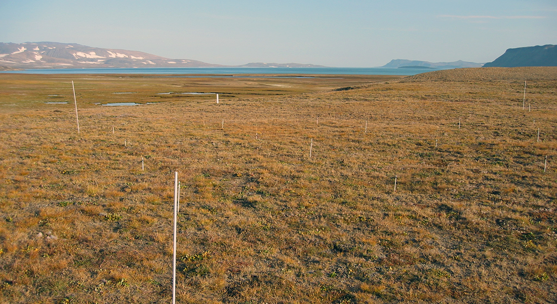 The study was conducted in a high arctic heath ecosystem, Zackenberg, northeastern Greenland 